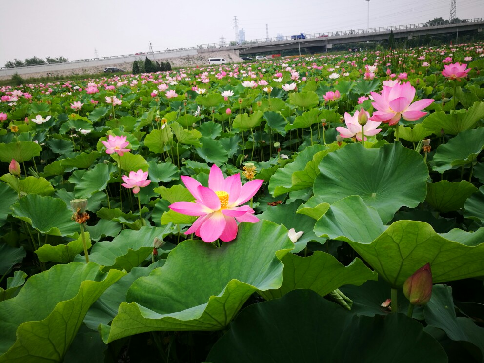 什么时候种植荷花好